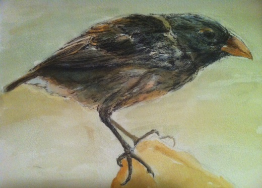 Crow sketch in ink