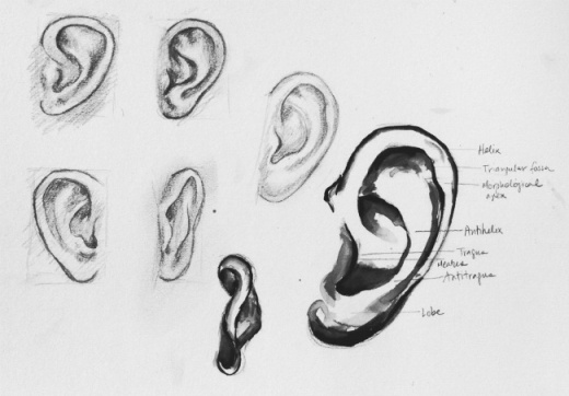 Sketches of the ear